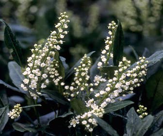 Laurier (Prunus laurocerasus 'Otto Luyken')