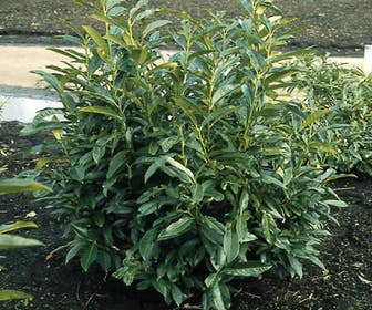 Laurier (Prunus laurocerasus 'Reynvaanii')