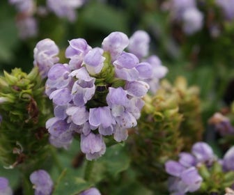 Brunella/brunel/bijenkorfje (Prunella grandiflora 'Loveliness')
