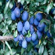 Lei-Pruim (Prunus domestica 'Damson')