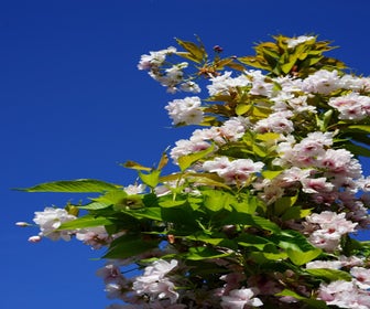 Japanse sierkers als zuilboom (Prunus serrulata 'Amanogawa')