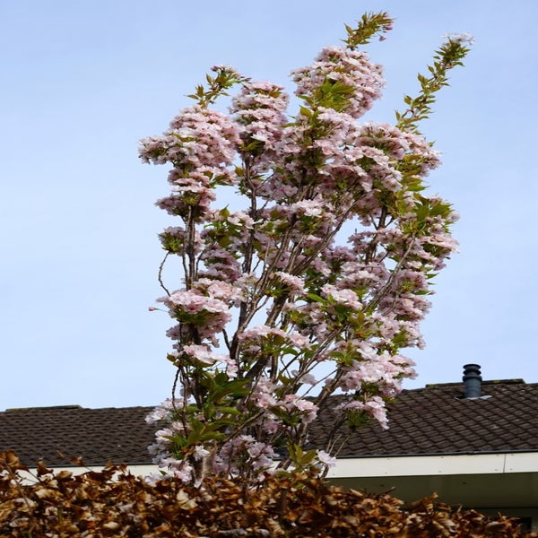  Japanse sierkers als zuilboom (Prunus serrulata 'Amanogawa')