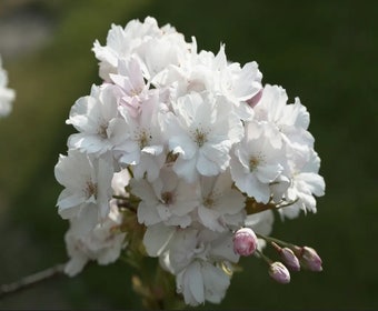 Japanse sierkers als struik (Prunus serrulata 'Amanogawa')