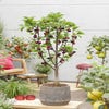 Dwerg kers (Prunus avium 'Mini')