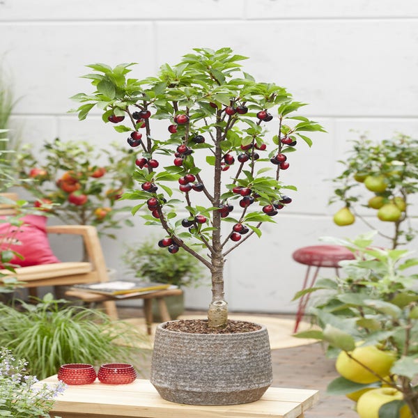 Dwerg kers (Prunus avium 'Mini')