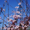 Rode Kerspruim als struik (Prunus cerasifera 'Nigra')
