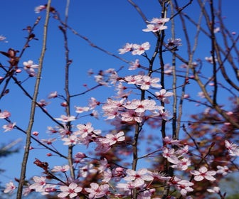 Rode Kerspruim als struik (Prunus cerasifera 'Nigra')