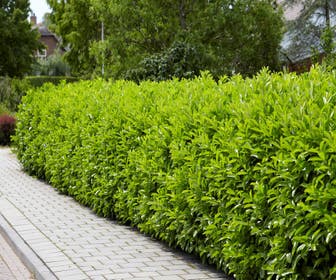 Laurier (Prunus laurocerasus 'Novita')