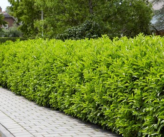 Laurier (Prunus laurocerasus 'Novita')