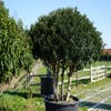 Portugese laurier (Prunus lusitanica 'Angustifolia') - Droomplanten
