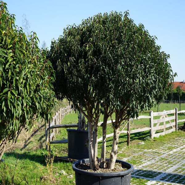 Portugese laurier (Prunus lusitanica 'Angustifolia') - Droomplanten