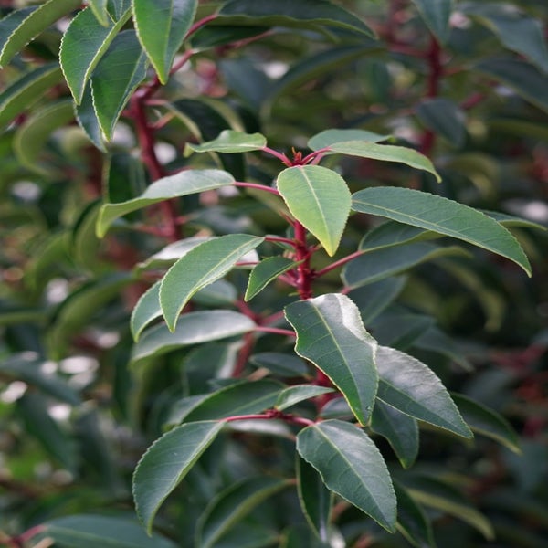 Portugese laurier (Prunus lusitanica 'Angustifolia'): 150/175cm nu extra voordelig!