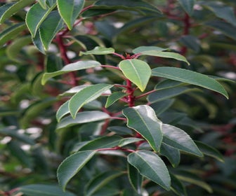 Portugese laurier (Prunus lusitanica 'Angustifolia'): 175/200cm nu extra voordelig!