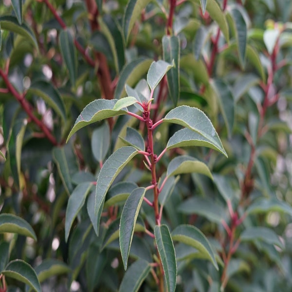  Portugese laurier (Prunus lusitanica 'Angustifolia')