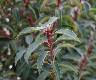 Portugese laurier (Prunus lusitanica 'Angustifolia')