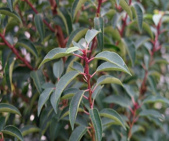 Portugese laurier als leiboom (Prunus lusitanica 'Angustifolia')