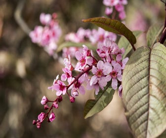 Bruinbladige vogelkers als boom (Prunus padus 'Colorata')