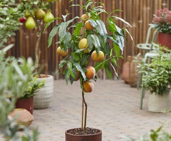 Dwerg perzik (Prunus persica 'Mini')