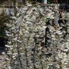 Japanse treursierkers (Prunus 'Snow Fountain')