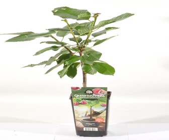 Kers (Prunus avium ‘Van')  