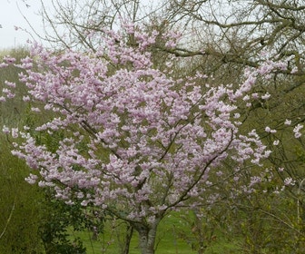 Japanse sierkers (Prunus 'Accolade')