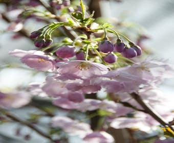 Japanse sierkers als struik (Prunus 'Accolade')