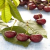 Kersenboom (Prunus avium 'Sunburst')