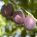 Pruimenboom (Prunus domestica 'Anna spath') Bio
