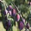 Pruimenboom (Prunus domestica 'Reine Claude d'Althan')