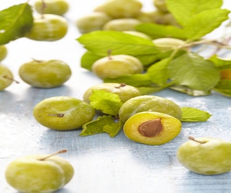 Pruimenboom (Prunus domestica 'Reine Claude Verte')