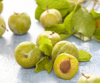 Pruimenboom (Prunus domestica 'Reine Claude Verte')