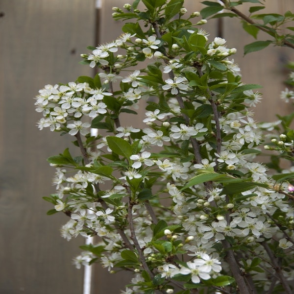 Bolprunus (Prunus eminens 'Umbraculifera')