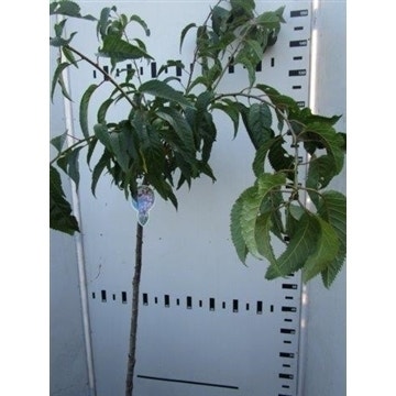 Sierkers op stam (Prunus 'Kiku-shidare-zakura') 130cm
