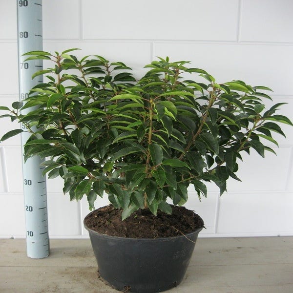 Portugese laurier (Prunus lusitanica 'Angustifolia