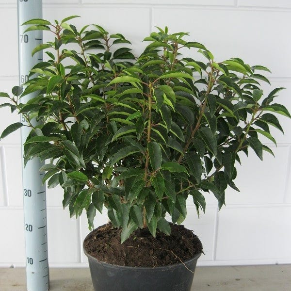 Portugese laurier (Prunus lusitanica 'Angustifolia Portugese laurier (Prunus lusitanica 'Angustifolia