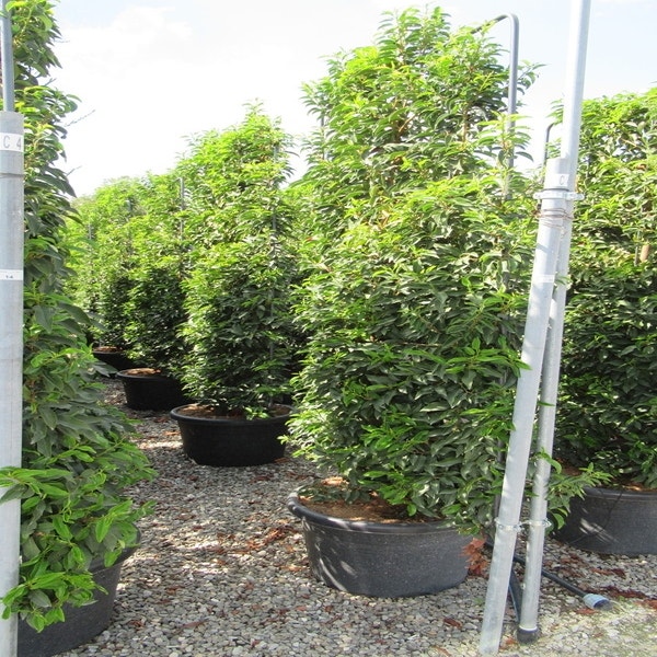 Portugese laurier als leivorm (Prunus lusitanica 'Angustifolia')