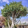 Portugese laurier (Prunus lusitanica 'Angustifolia') 200/250 cm - Solitair - Droomplanten