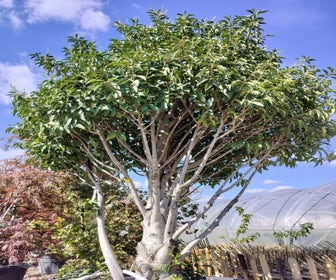Portugese laurier (Prunus lusitanica 'Angustifolia') 200/250 cm - Solitair - Droomplanten