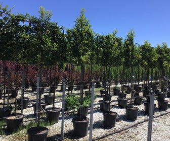 Portugese laurier als leiboom (Prunus lusitanica)