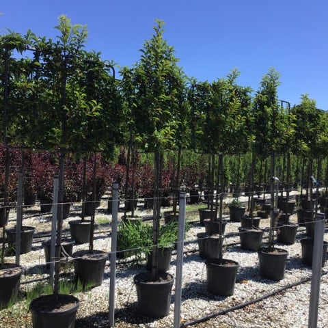 Portugese laurier als leiboom (Prunus lusitanica)