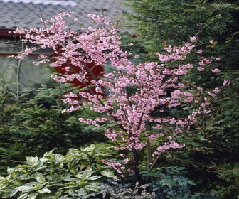 Perzikboom (Prunus persica)