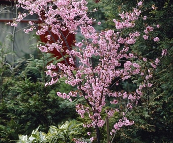 Perzikboom (Prunus persica)