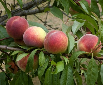 Perzikboom (Prunus persica 'Amsden')