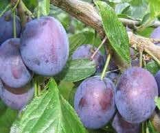 Lei-Pruim (Prunus domestica 'The Czar')