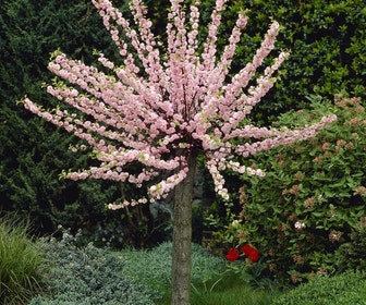 Amandelboompje (Prunus triloba)