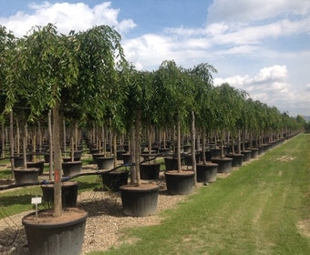 Treursierkers (Prunus subhirtella 'Pendula Rosea')