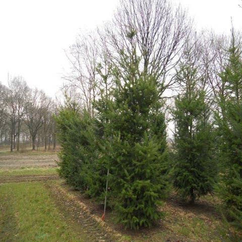 Douglasspar (Pseudotsuga menziessii) 400/450 cm