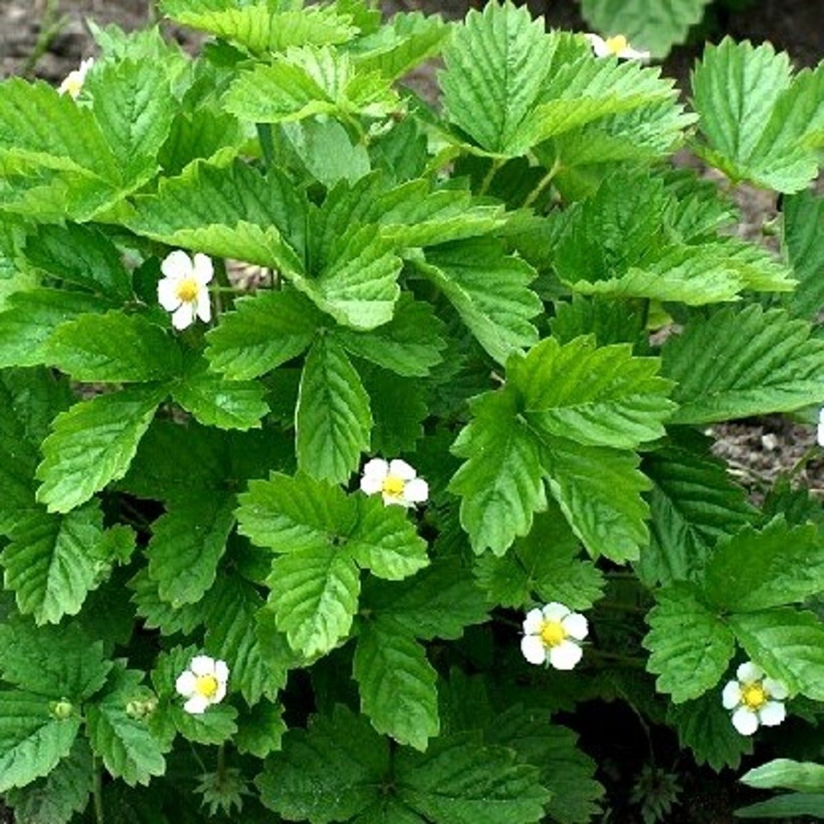 Aardbei
