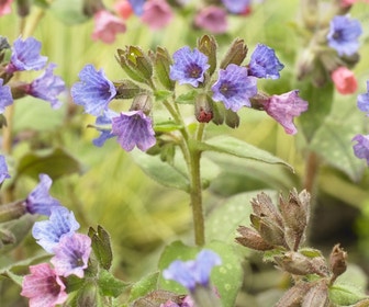 Longkruid (Pulmonaria saccharata 'Mrs. Moon')