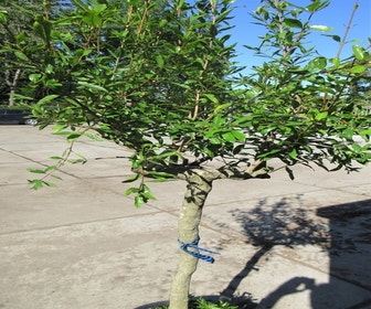 Granaatappel op stam (Punica granatum)